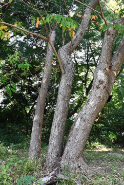 Japan wax tree autumn leaves. Anacardiaceae Dioecious deciduous tree. In Japan, it is a resource plant whose fruit is used to extract wax. clipart