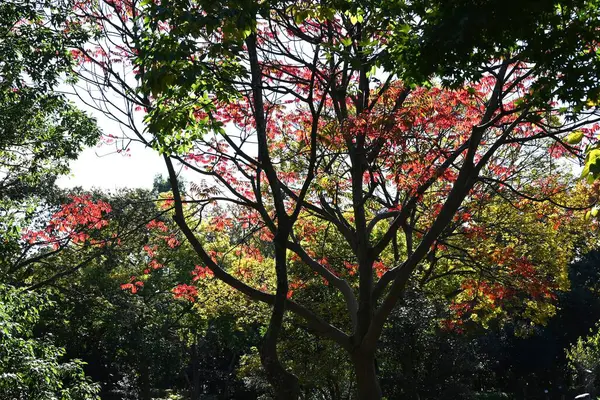 Japonya sonbahar yapraklarını mumlar. Anacardiaceae Dioecious yapraklı ağaç. Japonya 'da, meyveleri balmumu elde etmek için kullanılan bir kaynak bitkisidir..