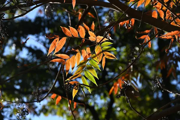 Japonya sonbahar yapraklarını mumlar. Anacardiaceae Dioecious yapraklı ağaç. Japonya 'da, meyveleri balmumu elde etmek için kullanılan bir kaynak bitkisidir..