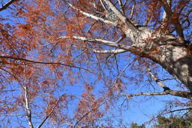  Dawn redwood (Metasequoia glyptostroboides) tree and leaves. A coniferous tree of the cypress family native to China, it is known as a 'living fossil.' clipart