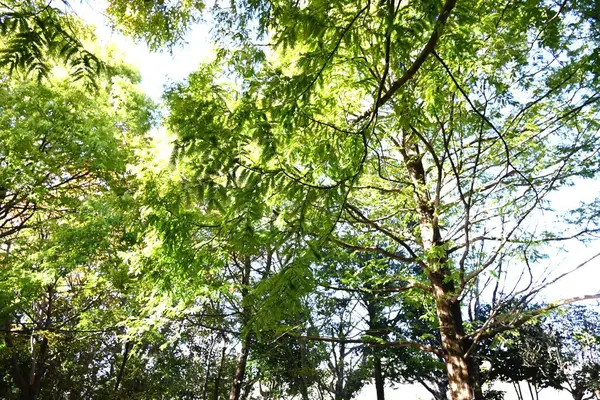  Şafak ağacı (Metasequoia glyptostroboides) ağaç ve yapraklar. Selvi familyasının Çin 'e özgü kozalaklı ağacı, 