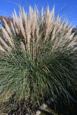  Pampas otu (Cortaderia selloana). Uzun ömürlü bir tropikal bitki türü. Parklarda, çiçek yataklarında ve çiçekleri düzenlemek ve kurutmak için kullanılır..