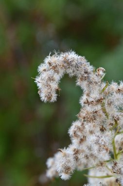 Uzun altın çubuk (Solidago altissima) tüy ve tohum. Uzun ömürlü Asteraceae Böcek tozlaşması.