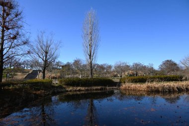 Kavak ağaçlarının mevsimsel değişimleri. Salicaceae yaprak döken ağacı. Güzel sonbahar yaprakları ve ağaç şekilleri nedeniyle, caddelerde ve yollar boyunca uzanan ağaçlar olarak kullanılırlar..