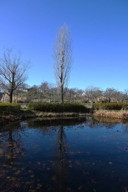 Kavak ağaçlarının mevsimsel değişimleri. Salicaceae yaprak döken ağacı. Güzel sonbahar yaprakları ve ağaç şekilleri nedeniyle, caddelerde ve yollar boyunca uzanan ağaçlar olarak kullanılırlar..
