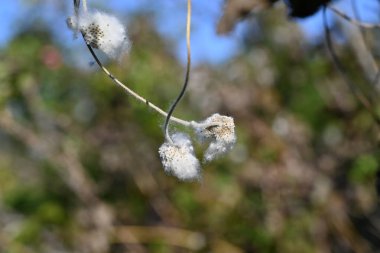  Japon şakayığı (Anemone hupehensis) çiçek kabuğu ve tohum. Ranunculaceae daimi bitkileri. Mevsimlik arkaplan materyali.