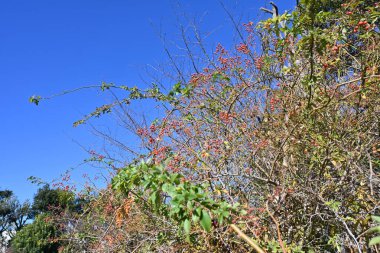 Rosa multiflora is a representative wild rose in Japan. Flowers and fruits (accessory fruit). The flowers bloom in early summer and the red fruits in autumn are used for medicinal purposes. clipart