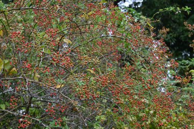 Rosa multiflora Japonya 'da bir yabani güldür. Çiçekler ve meyveler (aksesuar meyve). Çiçekler yazın başlarında açar ve sonbaharda kırmızı meyveler tıbbi amaçlar için kullanılır..