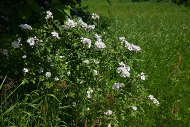 Rosa multiflora Japonya 'da bir yabani güldür. Çiçekler ve meyveler (aksesuar meyve). Çiçekler yazın başlarında açar ve sonbaharda kırmızı meyveler tıbbi amaçlar için kullanılır..
