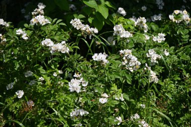 Rosa multiflora Japonya 'da bir yabani güldür. Çiçekler ve meyveler (aksesuar meyve). Çiçekler yazın başlarında açar ve sonbaharda kırmızı meyveler tıbbi amaçlar için kullanılır..