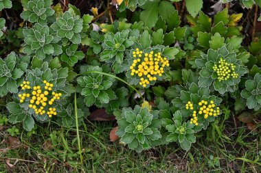 Ajania pacifica (Kasımpatı Pacificum) çiçekleri. Asteraceae bitkileri Japonya 'ya özgü. Sonbahardan kışa kadar sarı boru çiçekleri açan bir kıyı bitkisi..