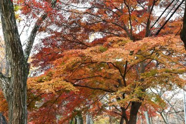Japon akçaağaç yaprakları. Japonya 'da tipik bir sonbahar özelliği.