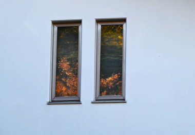 Japon akçaağaç yaprakları. Japonya 'da tipik bir sonbahar özelliği.