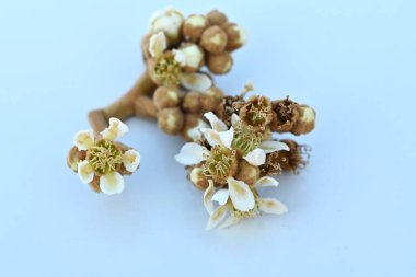  Japanese loquat flowers. Rosaceae evergreen fruit tree. Fragrant five-petaled white flowers bloom from late autumn to winter. Fruit can be harvested in early summer. clipart