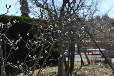  Manolya çiçeği tomurcukları. Magnoliaceae yaprak döken çalı. Çiçek mevsimi Mart 'tan Nisan' a kadardır..
