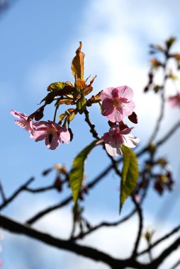 Early-blooming cherry blossoms. Due to the effects of global warming in recent years, cherry blossoms in Japan are blooming earlier than usual. clipart