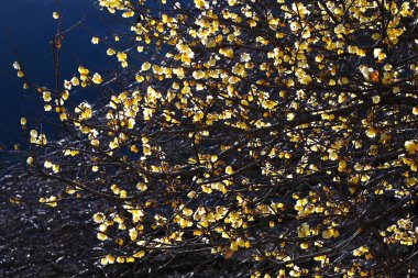  Wintersweet (Chimonanthus praecox) flowers in a wintersweet garden in Japan. Calycanthaceae deciduous shrub. The fragrant yellow flowers bloom in winter and are used to make perfume. clipart