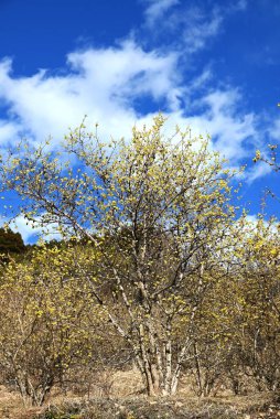  Wintersweet (Chimonanthus praecox) flowers in a wintersweet garden in Japan. Calycanthaceae deciduous shrub. The fragrant yellow flowers bloom in winter and are used to make perfume. clipart