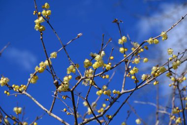  Wintersweet (Chimonanthus praecox) Japonya 'da bir kış tatlı bahçesinde çiçek verir. Calycanthaceae yaprak döken çalı. Kokulu sarı çiçekler kışın açar ve parfüm yapımında kullanılır..