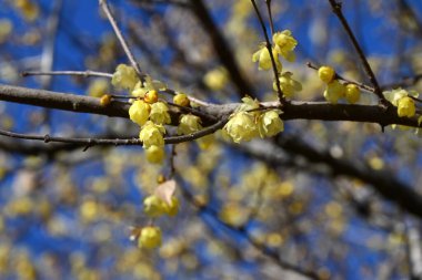  Wintersweet (Chimonanthus praecox) Japonya 'da bir kış tatlı bahçesinde çiçek verir. Calycanthaceae yaprak döken çalı. Kokulu sarı çiçekler kışın açar ve parfüm yapımında kullanılır..
