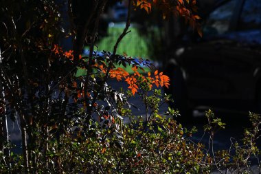 Heavenly bamboo (Nandina domestica) autumn leaves. Berberidaceae evergreen shrub native to China. Berries are a herbal medicine effective for relieving coughs. clipart