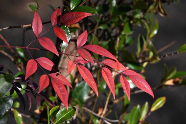 Heavenly bamboo (Nandina domestica) autumn leaves. Berberidaceae evergreen shrub native to China. Berries are a herbal medicine effective for relieving coughs. clipart