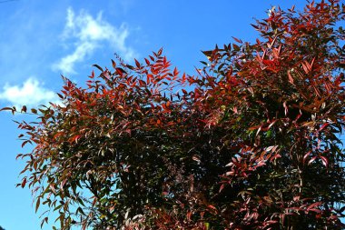 Heavenly bamboo (Nandina domestica) autumn leaves. Berberidaceae evergreen shrub native to China. Berries are a herbal medicine effective for relieving coughs. clipart