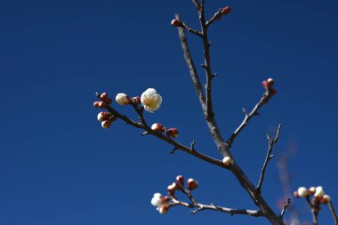 Japon kayısı (Prunus mume) çiçekleri. Japon kayısı (Ume) sadece çiçekleri için değil aynı zamanda umeboshi (turşu eriği) ve umeshu (erik şarabı) yapmak için de sevilen bir çiçektir.).