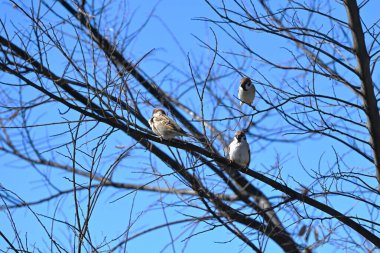 Sparrows are wild birds of the Passeridae family that move quickly by hopping on both feet. They are omnivorous and live in groups. clipart