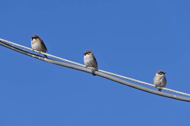 Sparrows are wild birds of the Passeridae family that move quickly by hopping on both feet. They are omnivorous and live in groups. clipart