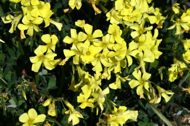  Düğünçiçeği oksalis (Oxalis pes-caprae) çiçekleri. Oxalidaceae bitkileri Güney Afrika 'ya özgüdür. Parlak sarı çiçekler ilkbaharın başlarında açar..