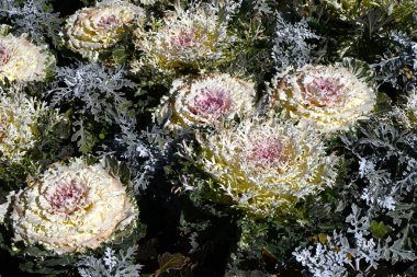  Brassica oleracea (Flowering kale) brightens up winter flower beds. It is a perennial ornamental horticultural plant of the Brassicaceae family. clipart