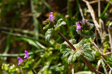 Henbit (Lamium amplexicaule) çiçekler. Lamiaceae yıllık otları. Yol kenarlarında ve tarla kenarlarında büyürler ve Mart 'tan Haziran' a kadar kırmızımsı mor dudak şekilli çiçekler üretirler..