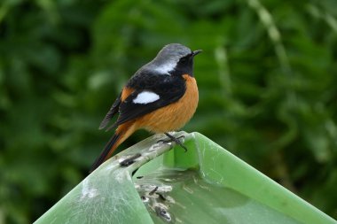 Erkek bir Daurian kızılı. Passeriformes Muscicapidae familyasından göçmen bir kuş. Erkekler beyaz bir kafa, göz çevresi siyah ve parlak turuncu bir göğüs ile karakterize edilir..