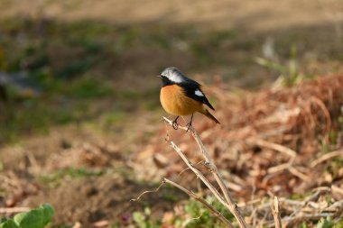 Erkek bir Daurian kızılı. Passeriformes Muscicapidae familyasından göçmen bir kuş. Erkekler beyaz bir kafa, göz çevresi siyah ve parlak turuncu bir göğüs ile karakterize edilir..