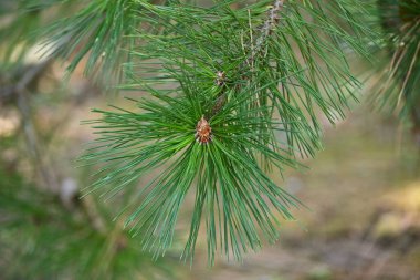  Japanese black pine tree and pine cones. Evergreen coniferous tree. Grows near the coast and is used as a windbreak, tidebreak forest, garden tree, bonsai, etc. clipart