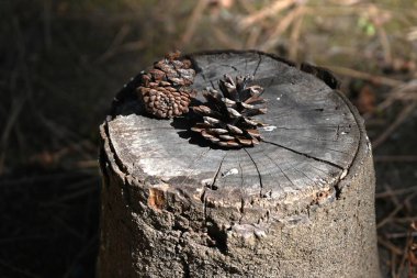  Japanese black pine tree and pine cones. Evergreen coniferous tree. Grows near the coast and is used as a windbreak, tidebreak forest, garden tree, bonsai, etc. clipart