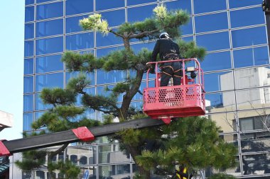  Japon siyah çam ağacı ve çam kozalakları. Evergreen kozalaklı ağaç. Kıyıya yakın büyür ve rüzgâr fırtınası, gelgit ormanı, bahçe ağacı, bonsai vs. olarak kullanılır..