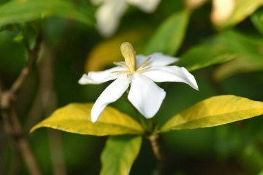 Cape jasmine (Gardenia jasminoides). Yazın güzel kokulu çiçekler, sonbaharda kırmızı ve sarı meyveler üretir. Meyveler bitkisel bir ilaçtır ve sarı renkli bir madde ve çiçekler yenilebilir..