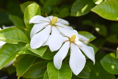 Cape jasmine (Gardenia jasminoides). It produces fragrant flowers in summer and red and yellow fruits in autumn. The fruits are a herbal medicine and a yellow coloring agent and flowers are edible. clipart