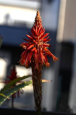  Aloe arborescens flowers. Asphodelaceae perennial succulent plant of the native to Africa. It blooms scarlet flowers in winter. The leaves are used as medicine to treat burns and stomach aches. clipart