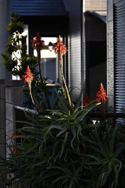  Aloe arborescens flowers. Asphodelaceae perennial succulent plant of the native to Africa. It blooms scarlet flowers in winter. The leaves are used as medicine to treat burns and stomach aches. clipart