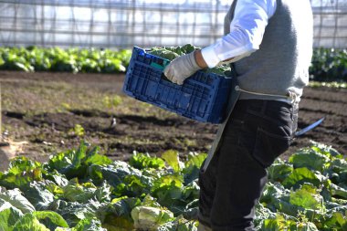  Lahana yetiştiriciliği. Son zamanlarda Japonya 'da, kötü hava koşulları nedeniyle, lahanalar normal fiyatın üç katına satılıyor, bu da ev ekonomisine büyük bir yük bindiriyor..