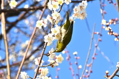 A Japanese white-eye sucking nectar from Japanese apricot (Ume) blossoms. This wild bird loves sweet things and flocks to spring flowers to suck nectar. clipart