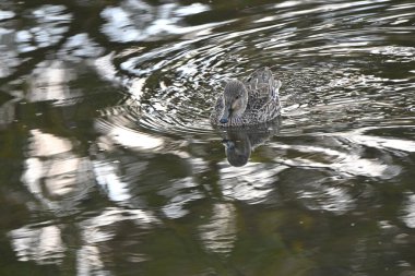 Ördekler (yaban ördekleri ve kiremitler) bir gölette. Anseriformes Anatidae su kuşu.