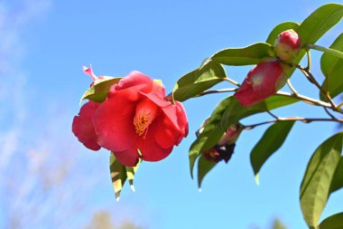 Kamelya japonica çiçekleri. Japonya 'ya özgü bir Theaceae bitkisel çalı. Kuşlarla döllenmiş bir çiçektir ve şubattan nisana kadar vahşi kuşlar tarafından tozlaştırılır..