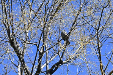 Kahverengi kulaklı bir Bulbul. Pycnonotidae Hypsipetes 'in vahşi bir kuşudur. Tiz bir haykırışı vardır ve meyve ve çiçek nektarıyla beslenir..