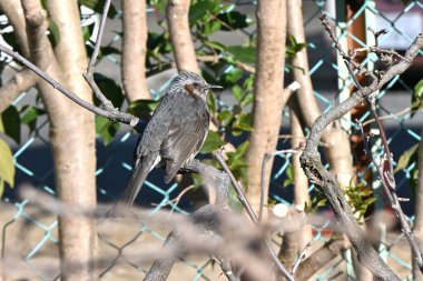 A Brown-eared Bulbul. A wild bird of the Passeriformes Pycnonotidae Hypsipetes. It has a high-pitched cry and feeds on fruit and flower nectar. clipart