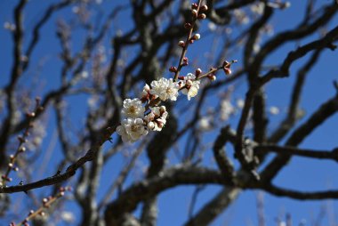 Japon kayısı (ume) tomurcuklanarak çiçek açar. Ume çiçeklerinden sonra, kiraz çiçekleri açacaktır. Lütfen Japonya geziniz boyunca bahar çiçeklerinin (hanami) tadını çıkarın.!