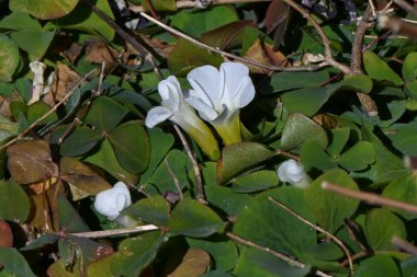 Cape oxalis (Oxalis purpurea) çiçekleri. Oxalidaceae bitkileri Güney Afrika 'ya özgüdür. Kırmızı, beyaz, mor ve sarı olmak üzere çeşitli renklerde gelir..